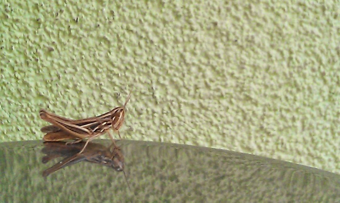 Priorități prezidențiale (RO, de campanie)