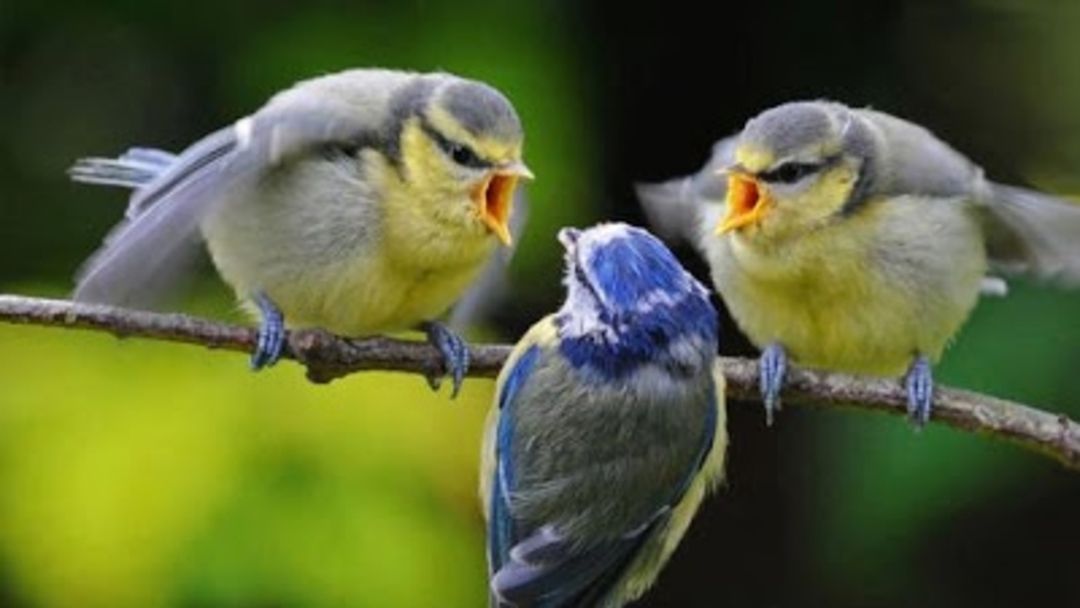 Să mi se dea! (RO, temerar)