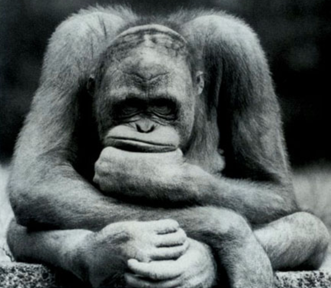 Miniştrilor mei (RO, optimist)